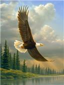 Northwest Hautman Bros Eagle 80" Throws