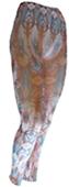 Nouvella Stained Glass Sublimated Footless Tights Nouvella Stained Glass Sublimated Footless Tights