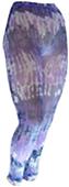 Nouvella Womens Drizzle Sublimated Footless Tights