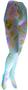 Nouvella Womens Maui Sublimated Tights