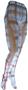 Nouvella Womens Brown Madras Sublimated Tights