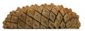 NatureROCKS Pine Cone Nature Themed Steppers Parks Playground Structure